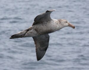 Northern Giant Petrel