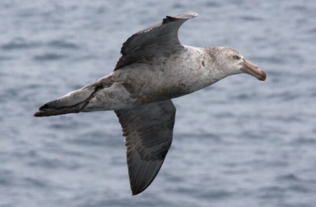 Northern Giant Petrel