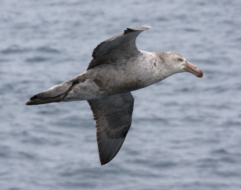 Northern Giant Petrel