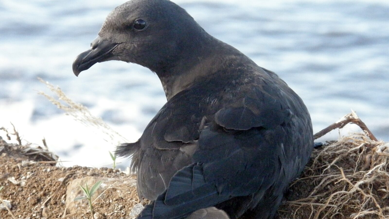 Mascarene Petrel
