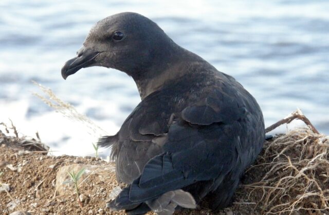 Mascarene Petrel