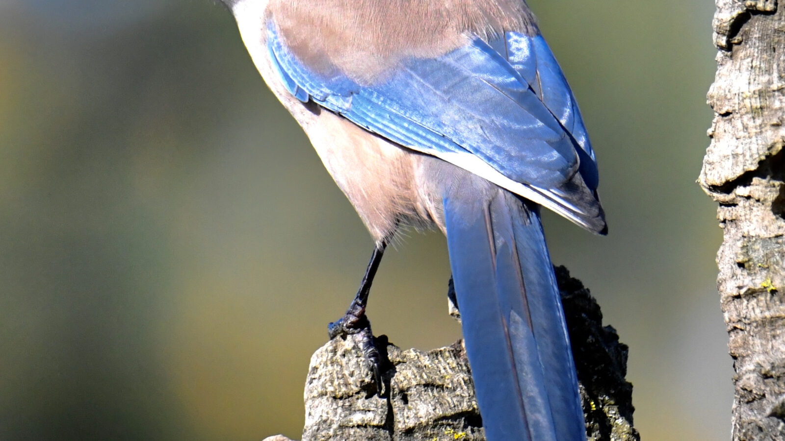 Iberian Magpie