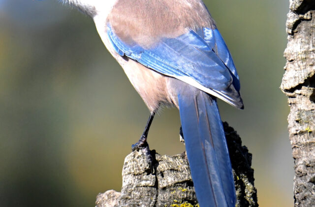Iberian Magpie