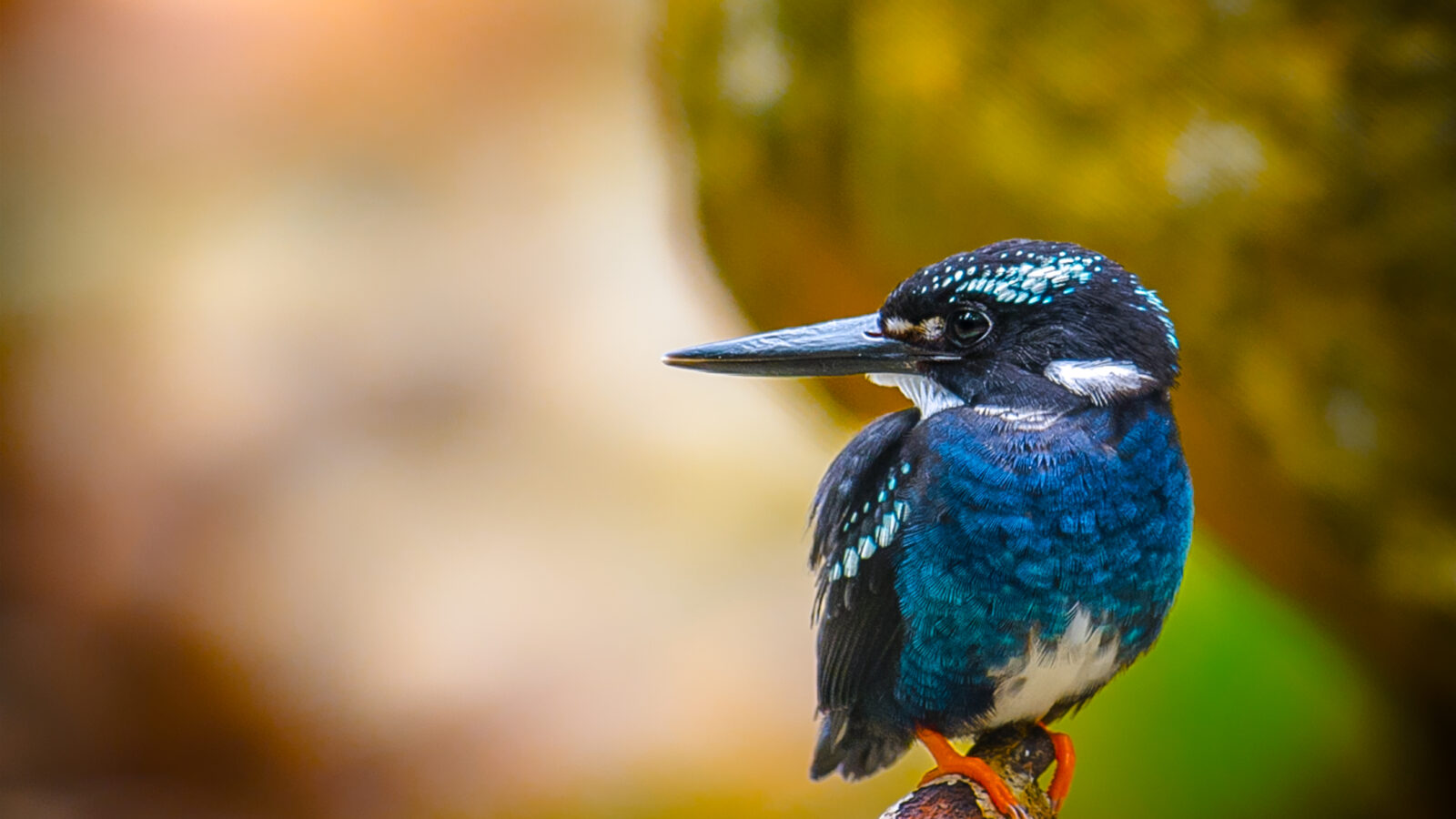Southern Silvery Kingfisher