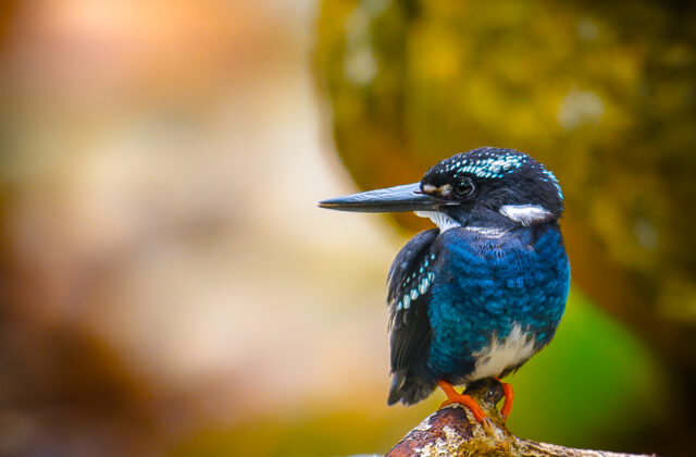 Southern Silvery Kingfisher