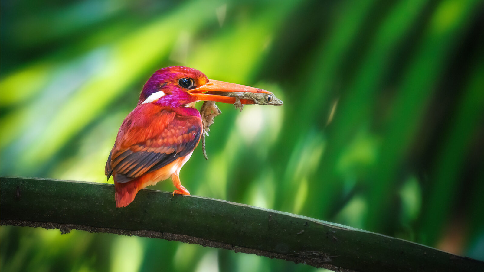 Philippine Dwarf Kingfisher
