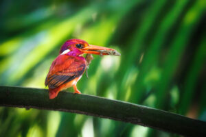 Philippine Dwarf Kingfisher