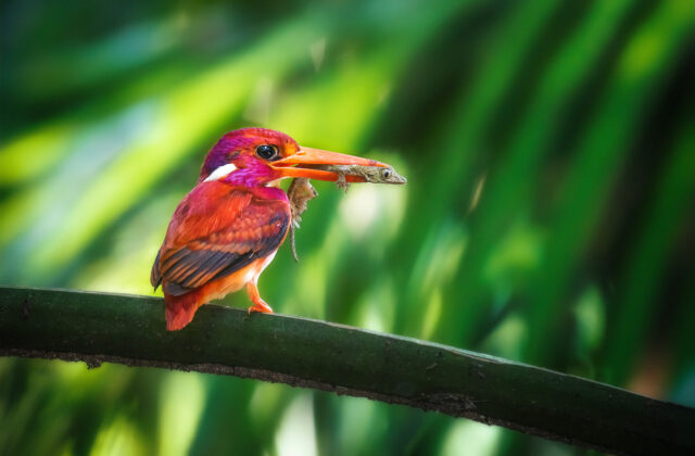 Philippine Dwarf Kingfisher