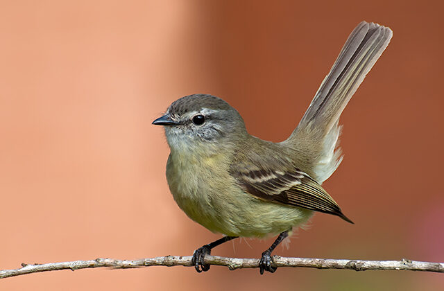 Planalto Tyrannulet