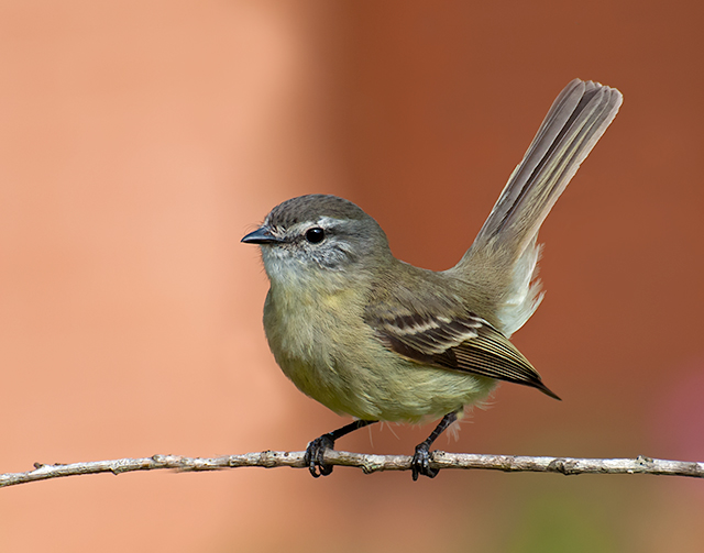 Planalto Tyrannulet