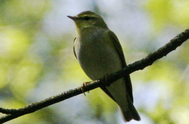 Wood Warbler