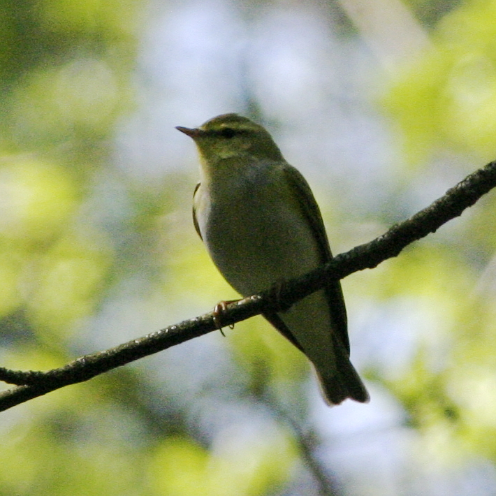 Wood Warbler
