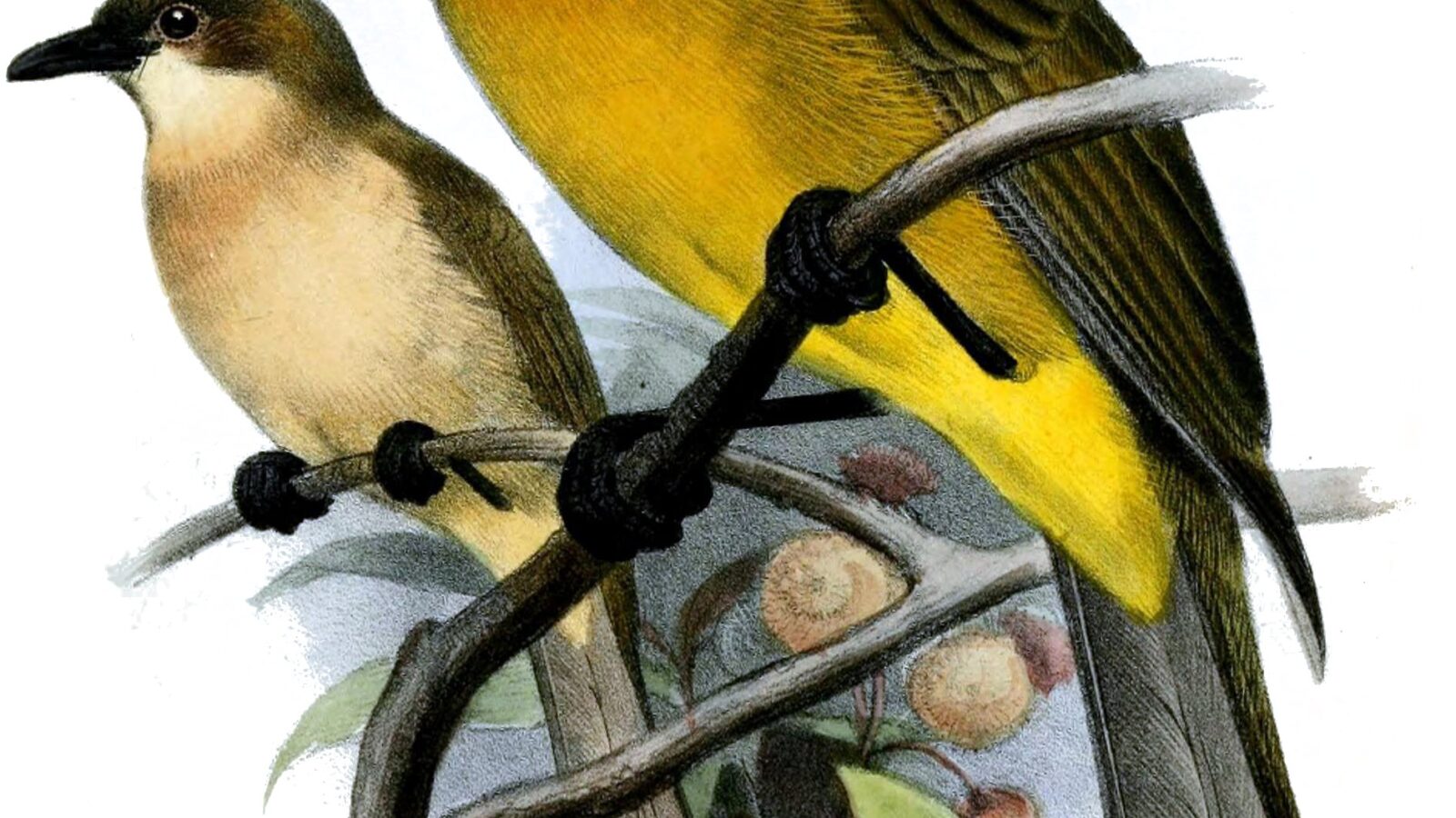 Yellow-throated Whistler