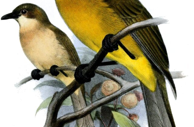 Yellow-throated Whistler