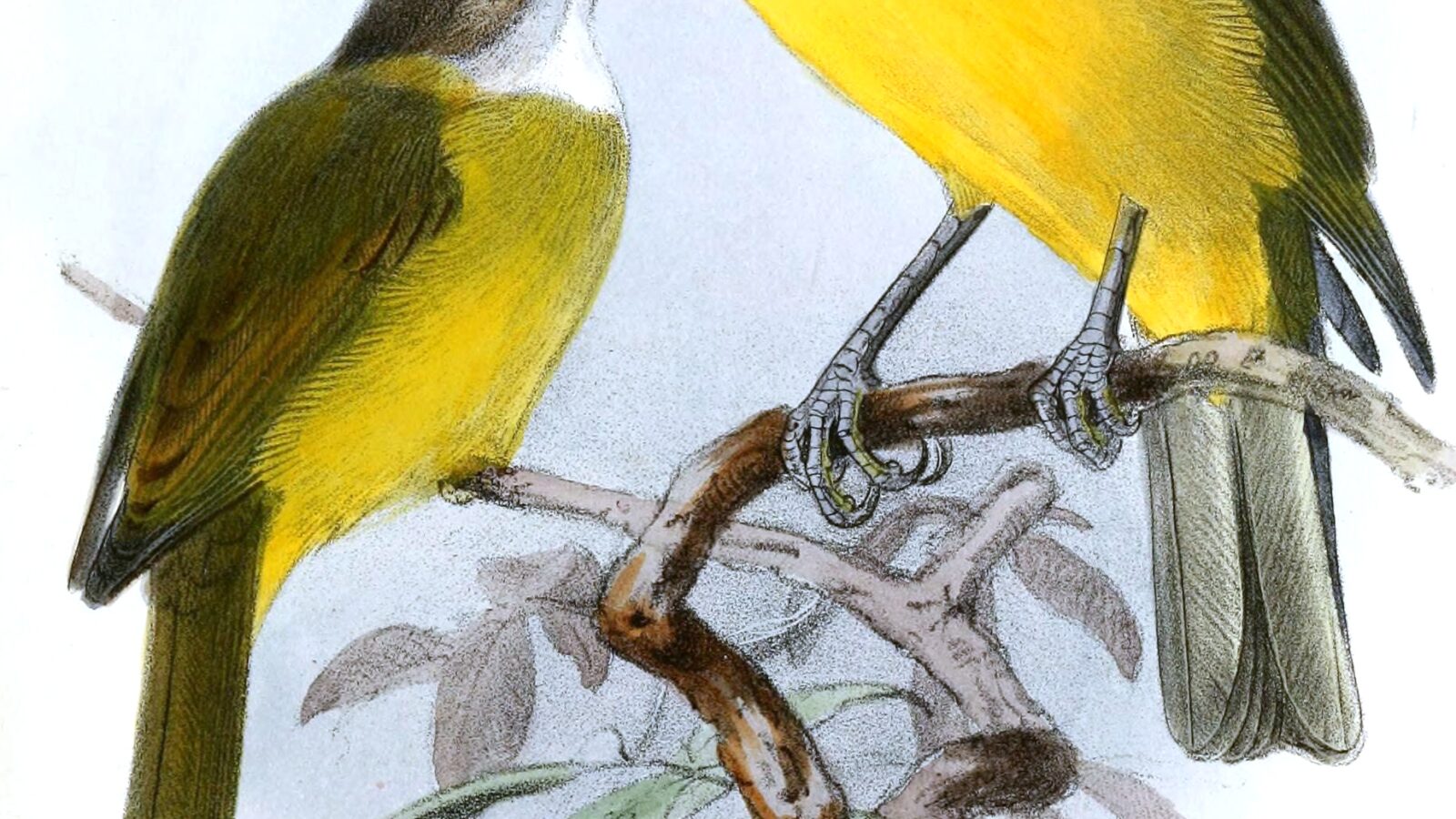 Melanesian Whistler