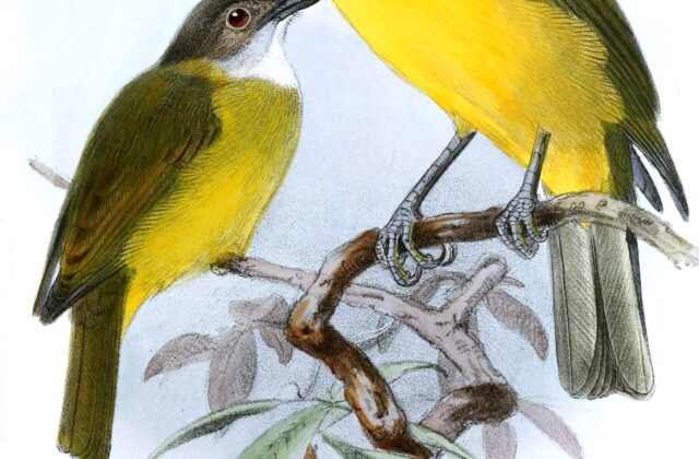 Melanesian Whistler