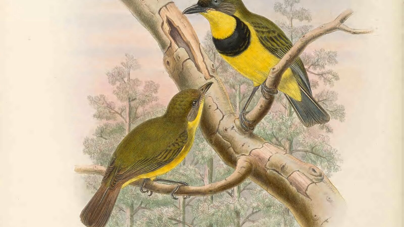 Oriole Whistler