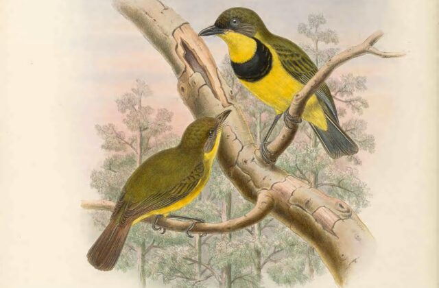 Oriole Whistler