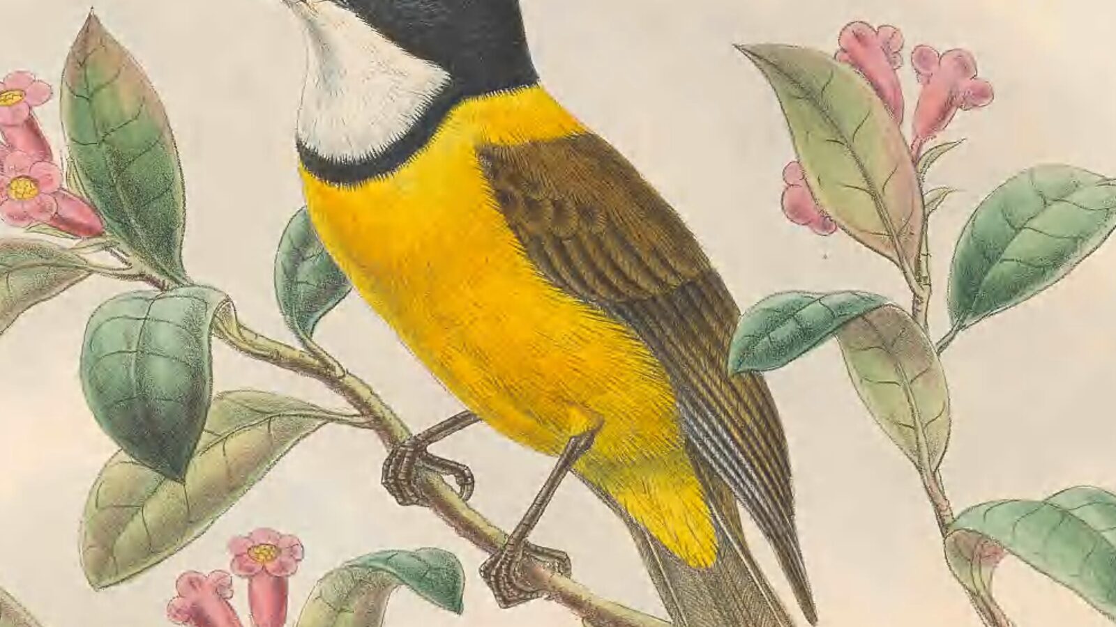 Louisiade Whistler