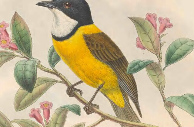 Louisiade Whistler