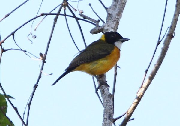 Tenggara Whistler