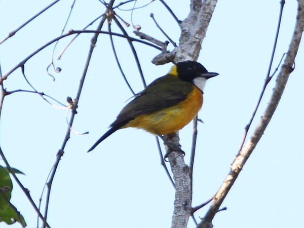 Tenggara Whistler