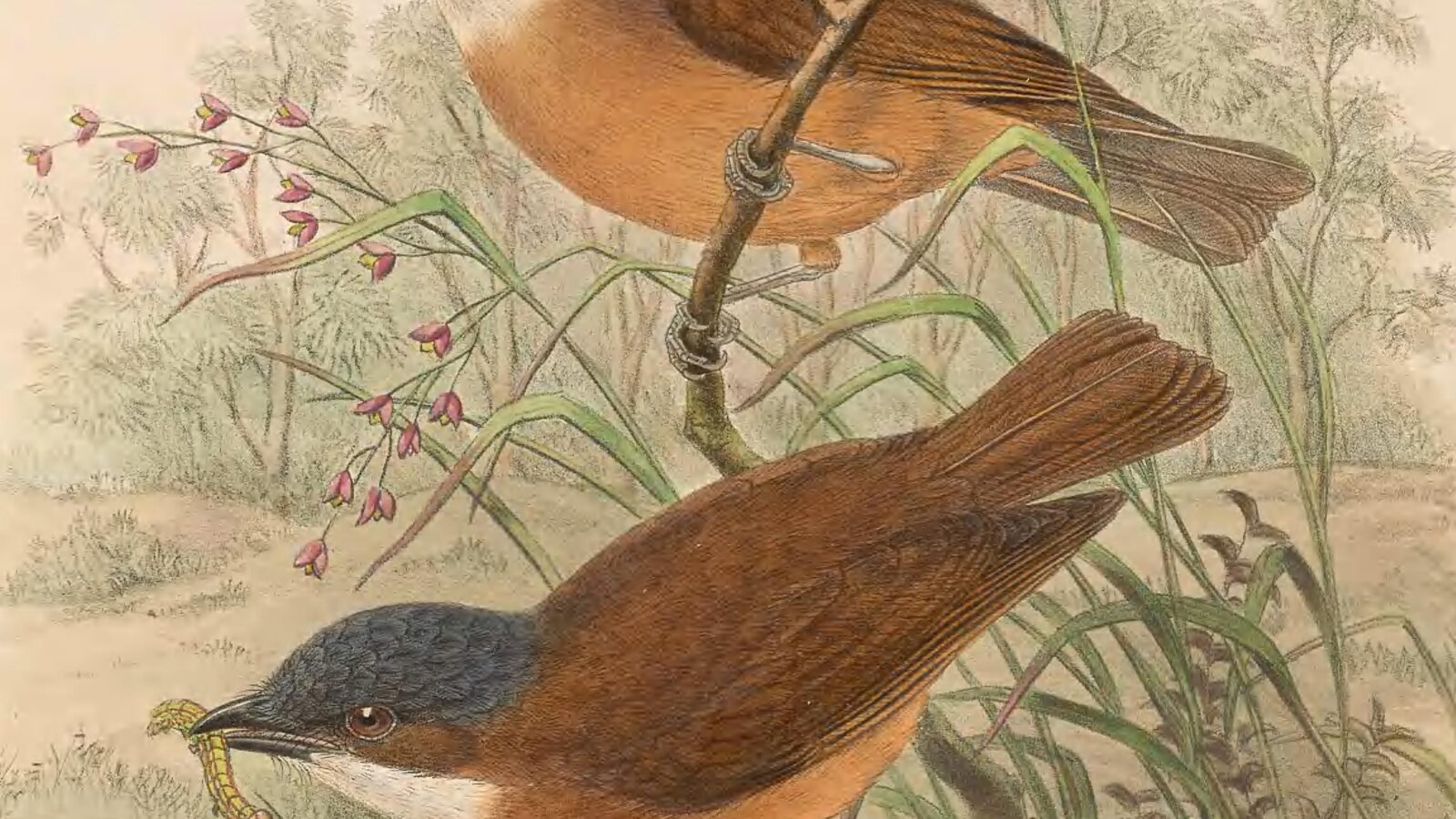 Rusty Whistler