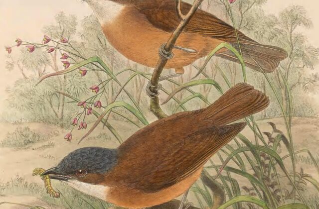 Rusty Whistler