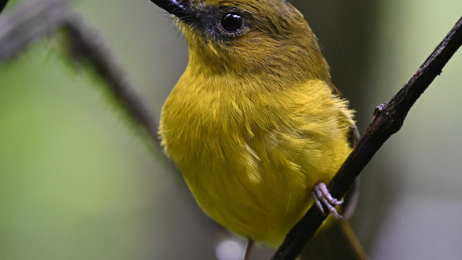 Bornean Whistler