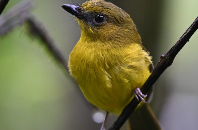 Bornean Whistler