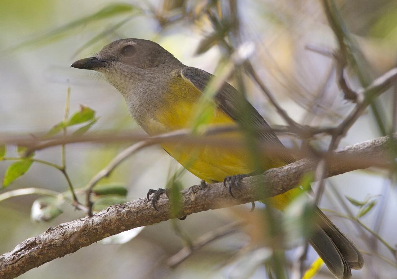 Mangrove Golden Whistler