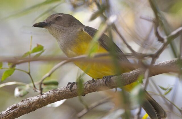 Mangrove Golden Whistler