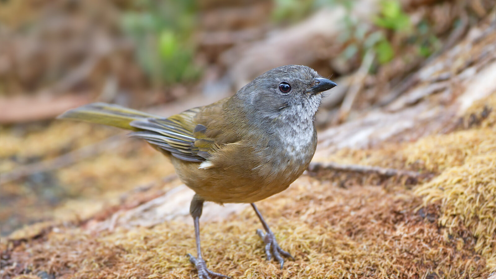 Olive Whistler