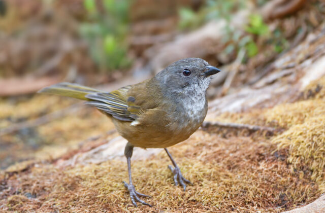 Olive Whistler