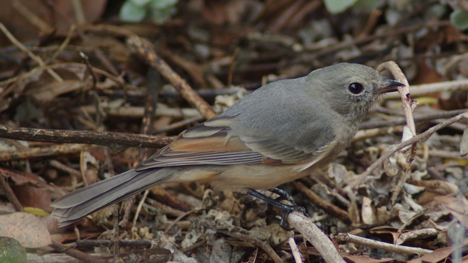 Australian Golden Whistler