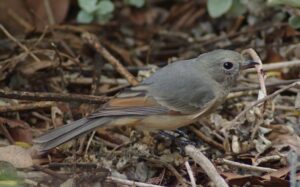 Australian Golden Whistler