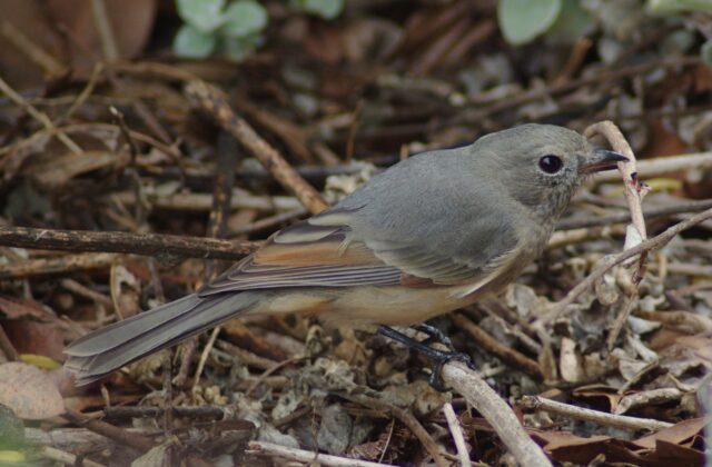 Australian Golden Whistler