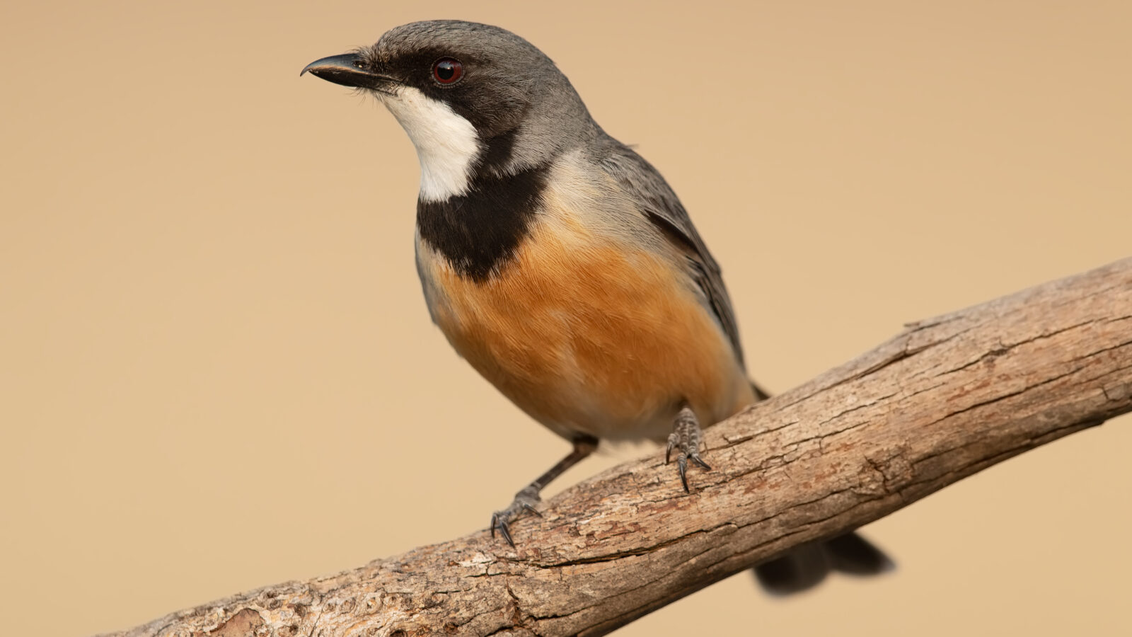 Rufous Whistler