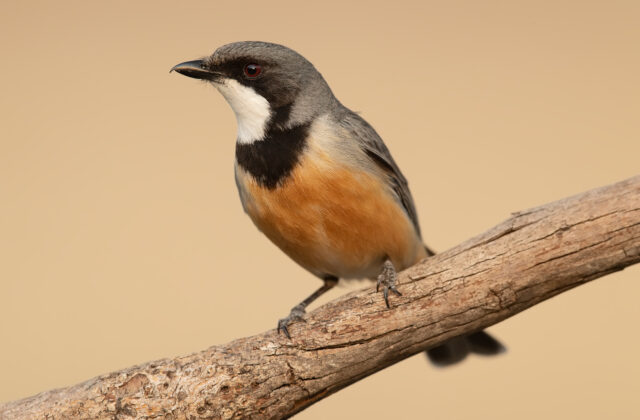 Rufous Whistler