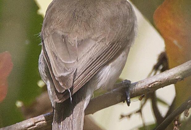 Grey Whistler