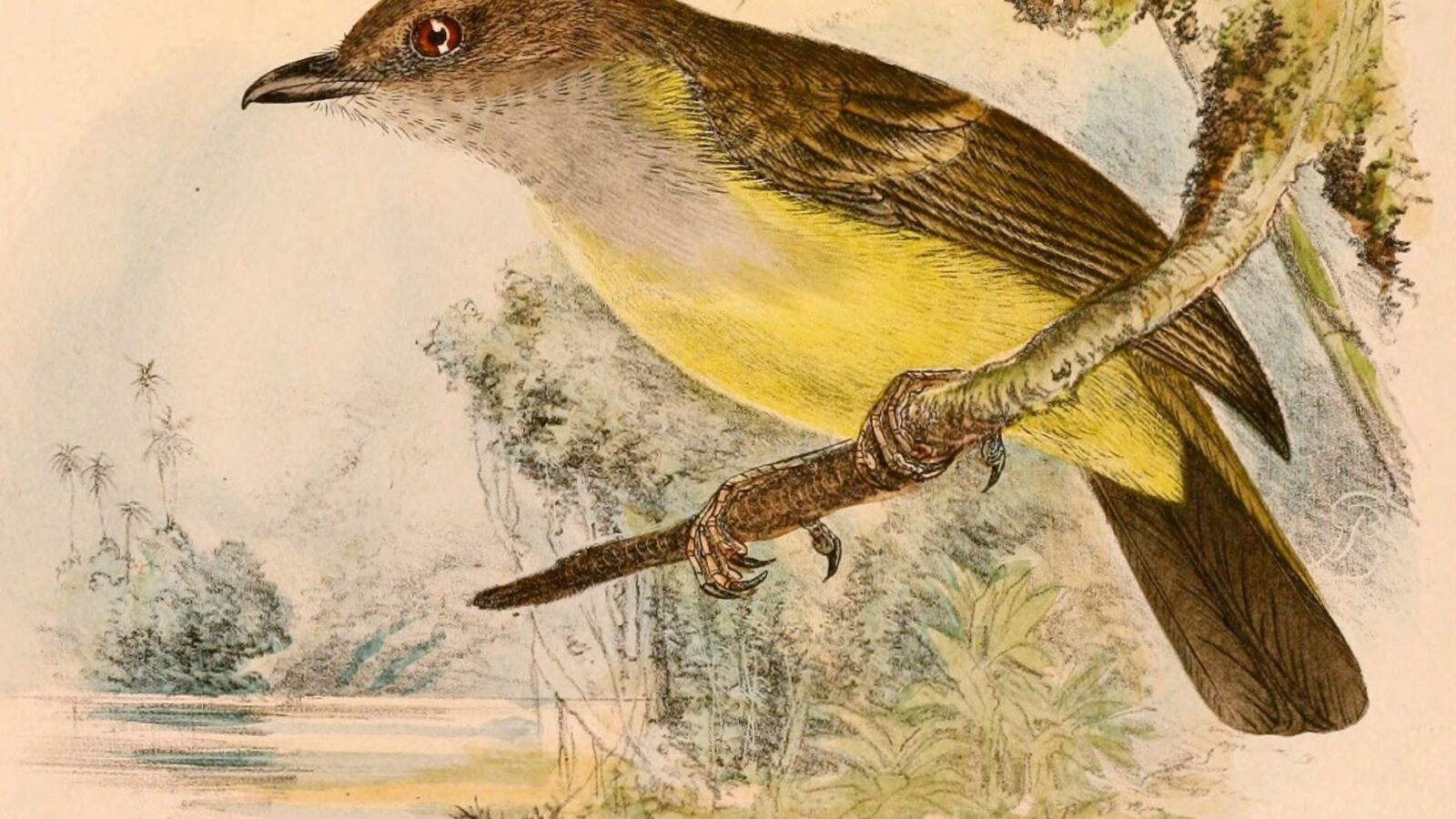 Sulphur-vented Whistler