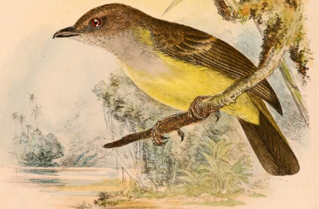 Sulphur-vented Whistler