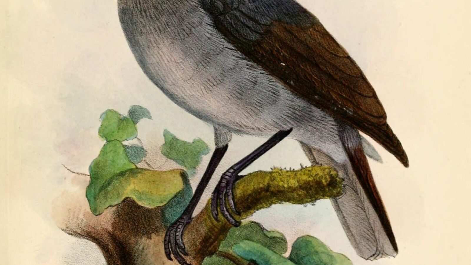 White-eyed Robin