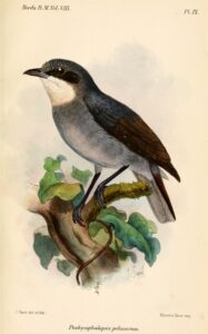 White-eyed Robin
