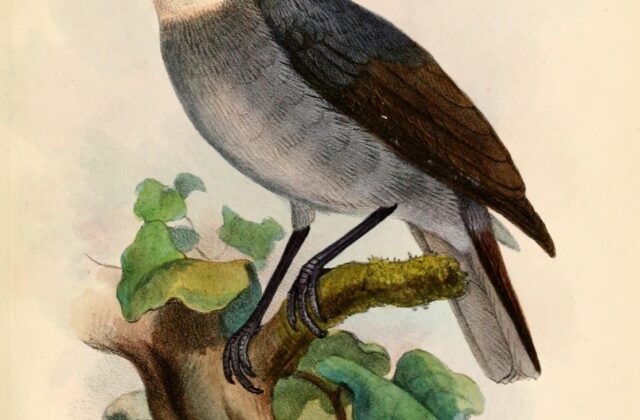 White-eyed Robin