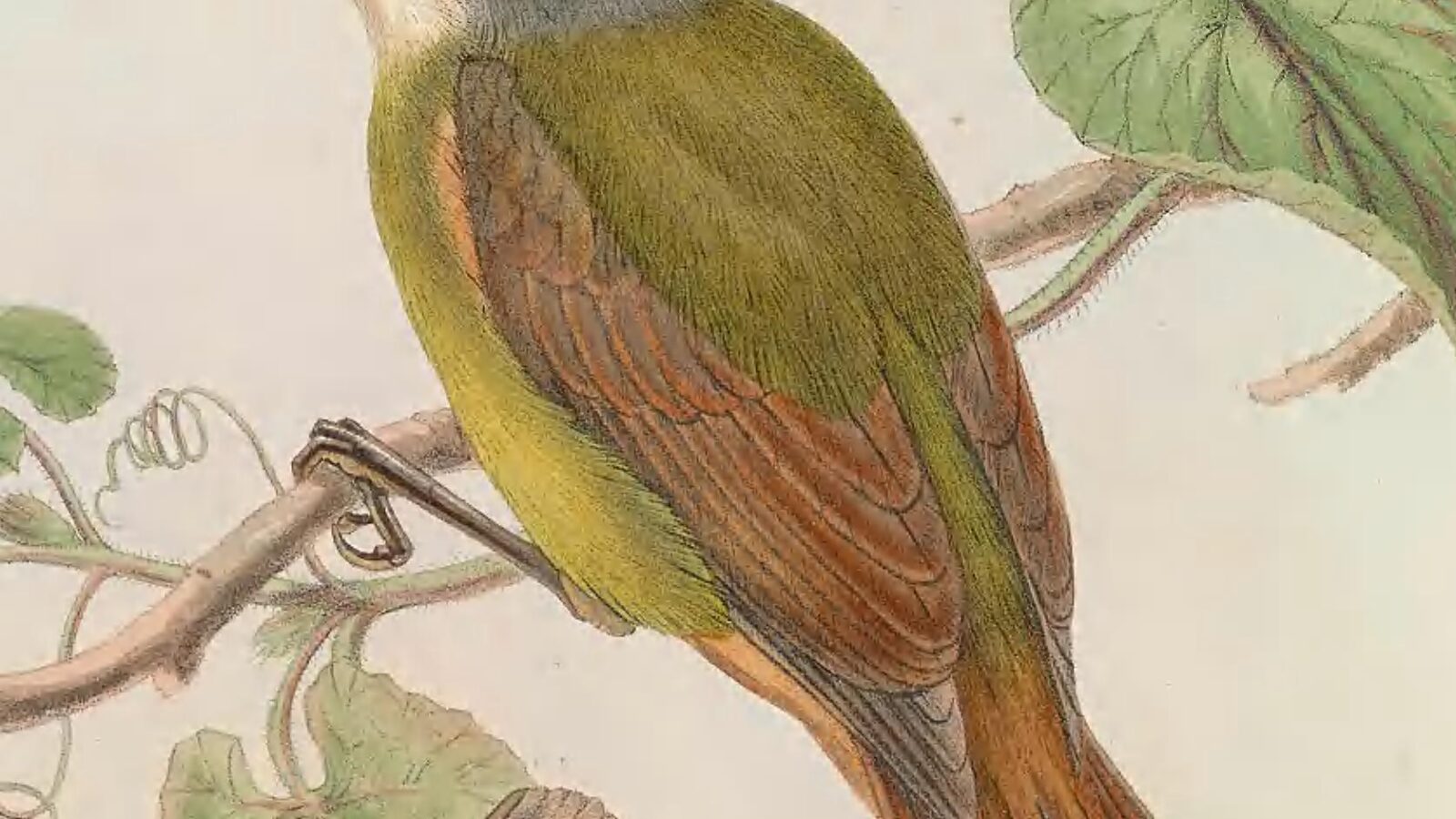 Green-backed Robin