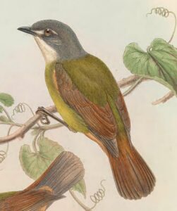 Green-backed Robin