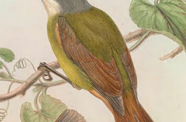 Green-backed Robin