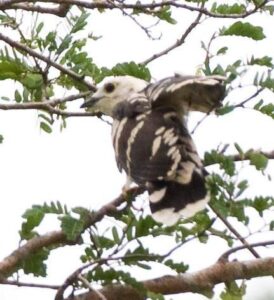 Thick-billed Cuckoo