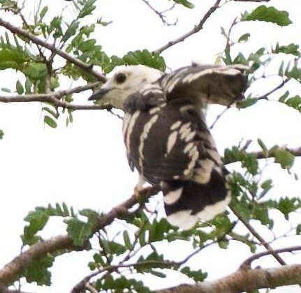 Thick-billed Cuckoo